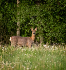 Deer.