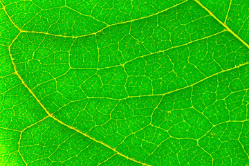 green leaf texture