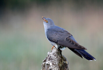 Male cuckoo feeding and displaying for females
