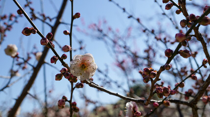 梅の花