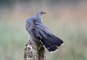 Male cuckoo feeding and displaying for females