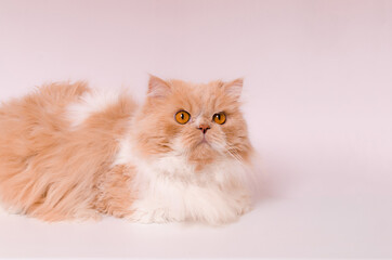 Fototapeta na wymiar persian cat on a white background
