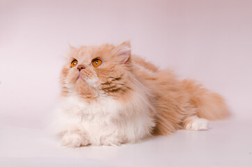 persian cat on a white background
