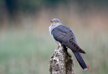 Male cuckoo feeding and displaying for females