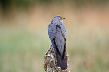 Male cuckoo feeding and displaying for females