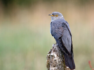 Male cuckoo feeding and displaying for females