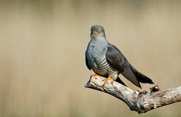 Male cuckoo feeding and displaying for females