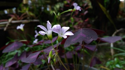Oxalis triangularis Flower, commonly called false shamrock, is a species of perennial plant in the family Oxalidaceae. It is native to several countries in southern South America.