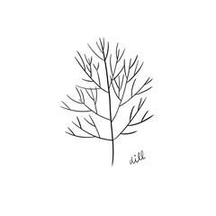 illustration of dill drew with black ink isolated on a white background
