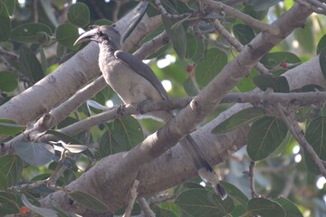 Common grey hornbill is sitting in a tree