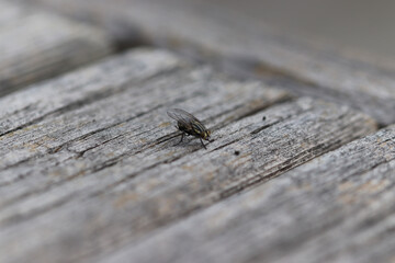 ant on wood
