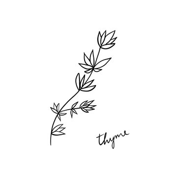 Illustration of thyme drew with black ink isolated on a white background