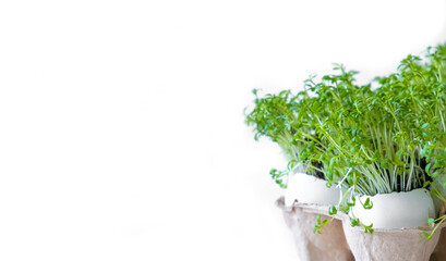 Fototapeta premium Watercress or microgreens isolated on white background. Healthy eating, fresh organic produce 