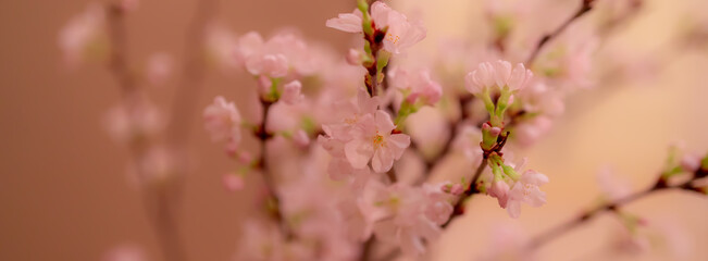 日本の桜