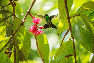 Hummingbird with apple blossom