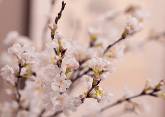 日本の桜