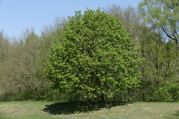 Kastanienbaum im Frühling, Deutschland, Europa