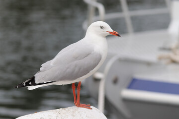 seagull on the beach