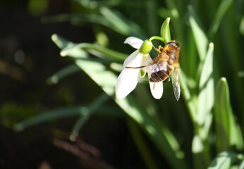 A female common drone fly (eristalis tenax), a type of hover fly, visiting and pollinating a snowdrop flower on a sunny spring day in the woods.