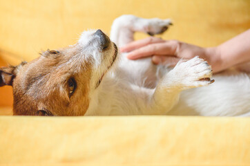 Care for pet concept with woman strokes and massages domestic dog’s belly on couch
