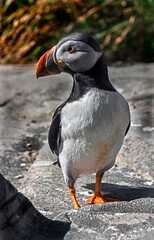 Arctic puffin on the stone. Latin name - Fratercula arctica