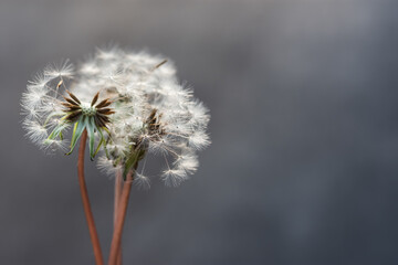 Dandelion close-up on a gray background. Soft selective focus. Spring fluffy white flowers in the sunlight. The concept of the summer air, freedom, lightness. Horizontal composition with copy space