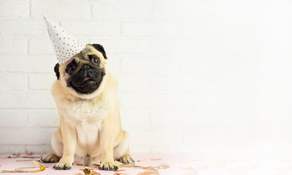  Attentive  smiling   funny pug dog  on birthday party .  background with confetti   and copy spase . Advertising  concept .
