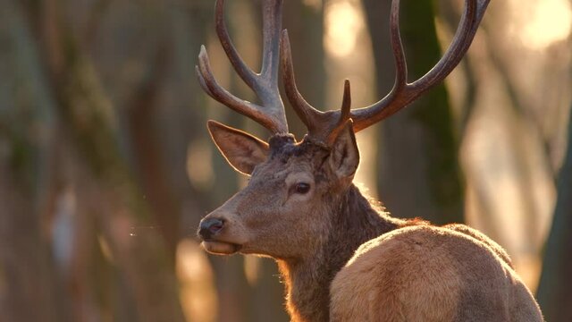Red deer stag close-up portrait in the forest