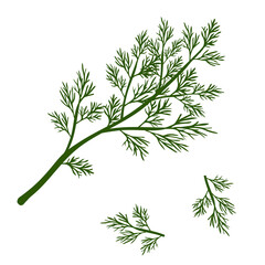 Fresh dill. Green vegetables. Green dill close-up. Vector illustration.