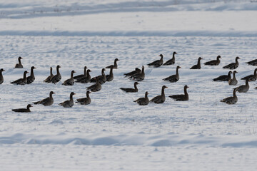 雪上のマガンの群れ(Greater white-fronted goose)