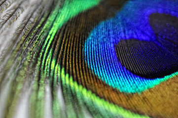 peacock feather side view closeup, macro. Abstract background. Selective focus