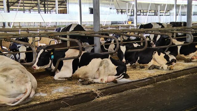 dairy cows on a farm with free range