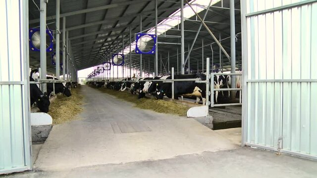 dairy cows on a farm with free range