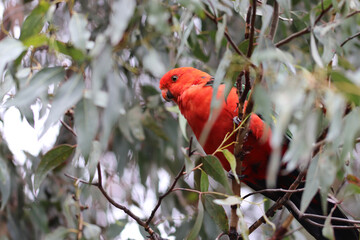 red and yellow macaw