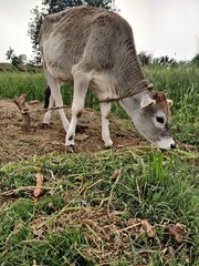 Beautiful rural village of North India 
