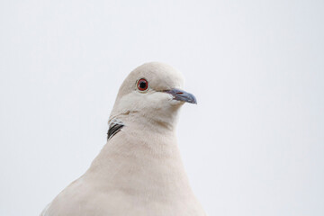 close up, headshot of Eurasian collared dove (white bird with red eyes)