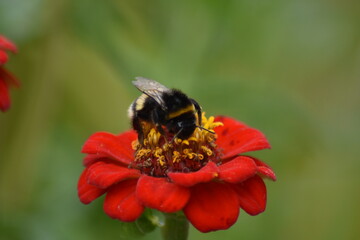bee pollinates flower in garden