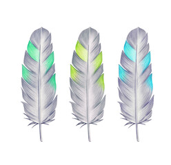 Set of three hand drawn feathers isolated on white, colored pencils illustration