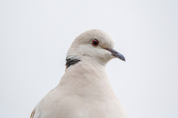 close up, headshot of Eurasian collared dove (white bird with red eyes)