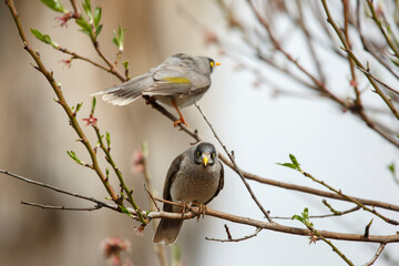 Australian noisy miner bird