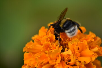 bee pollinates flower in garden