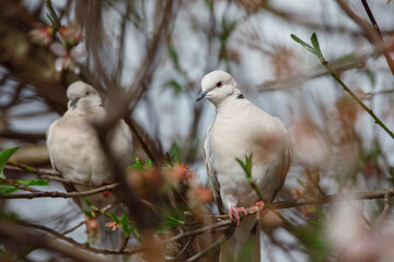 Eurasian collared doves on an almond tree in blossom