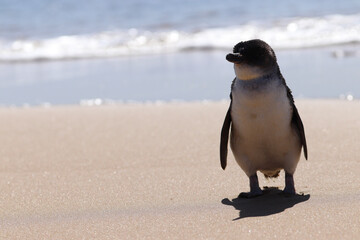 Fototapeta premium penguin on the beach