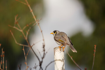 Australian noisy miner bird