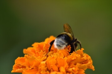 bee pollinates flower in garden