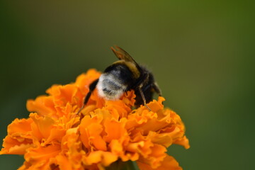 bee pollinates flower in garden