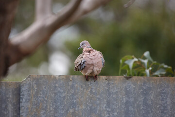Pigeon on a metal fence in the backyard