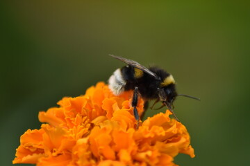 bee pollinates flower in garden