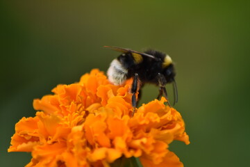 bee pollinates flower in garden