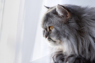 Fluffy Scottish cat looks out the window. A pet kitten sits on a white table and watches intently. Orange eyes and a long mustache. A serious, thoughtful look. Portrait in profile. Copy space